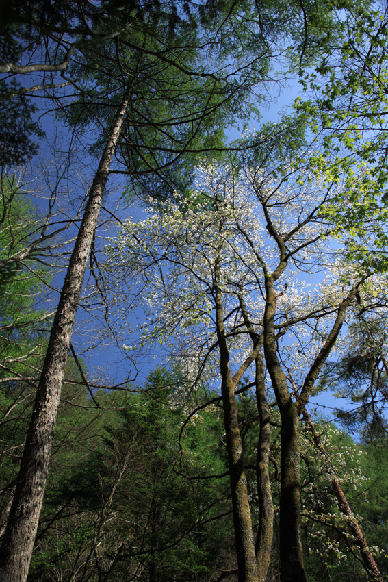 c0035245_15346.jpg