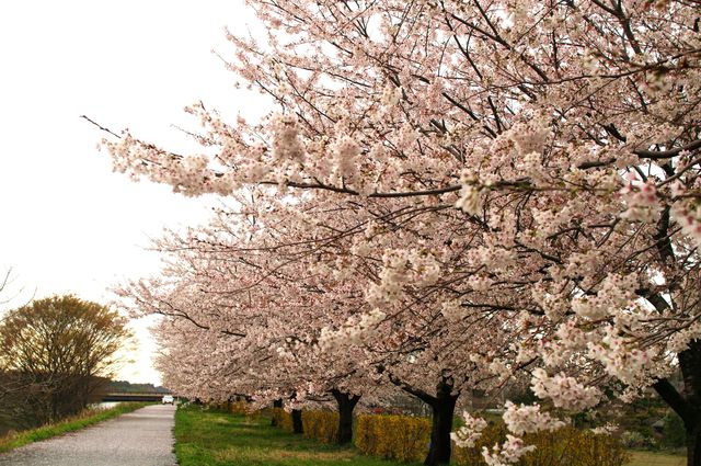 桜、サクラ、さくら_e0195345_0591687.jpg