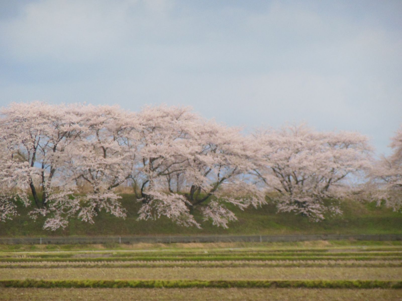 桜、サクラ、さくら_e0195345_11365.jpg