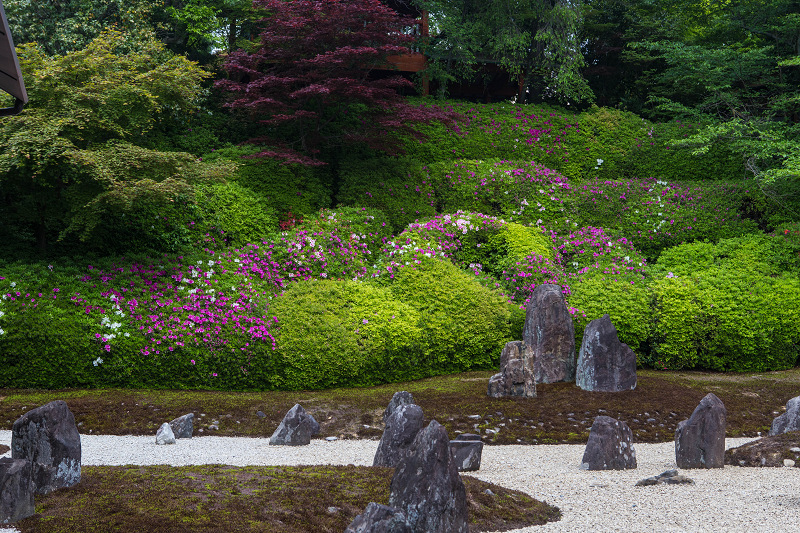 ツツジ咲く波心庭(光明院)_f0155048_7132075.jpg