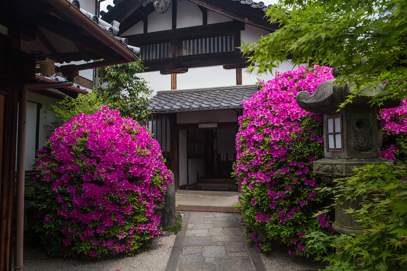 ツツジ咲く波心庭(光明院)_f0155048_713441.jpg
