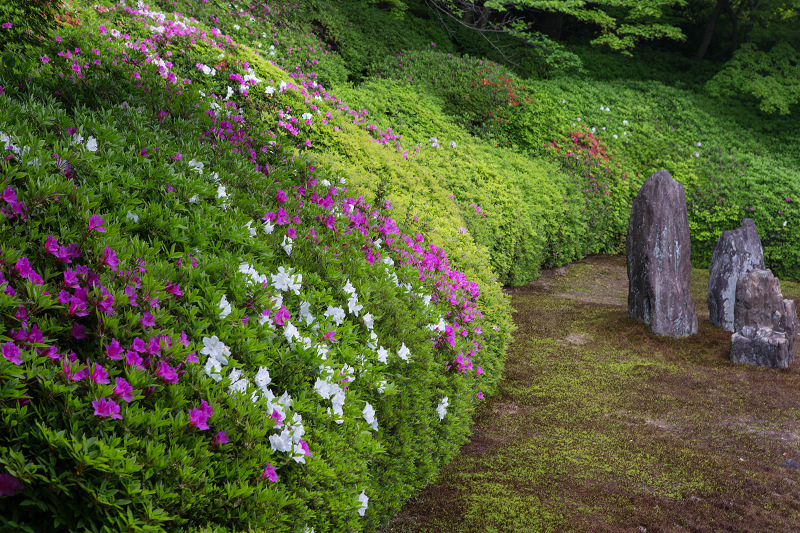ツツジ咲く波心庭(光明院)_f0155048_7182669.jpg