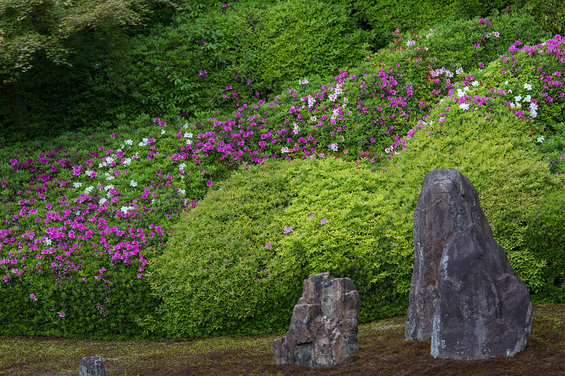 ツツジ咲く波心庭(光明院)_f0155048_7193922.jpg