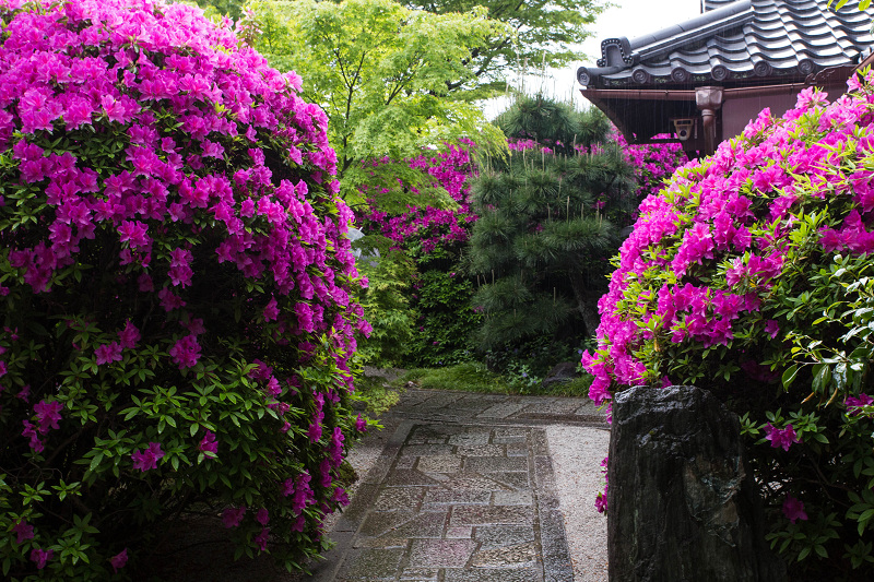 ツツジ咲く波心庭(光明院)_f0155048_729117.jpg