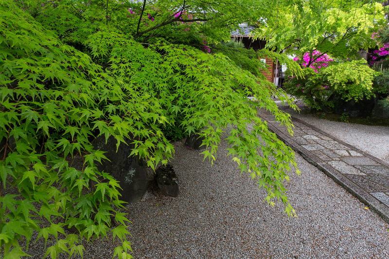 ツツジ咲く波心庭(光明院)_f0155048_7293165.jpg