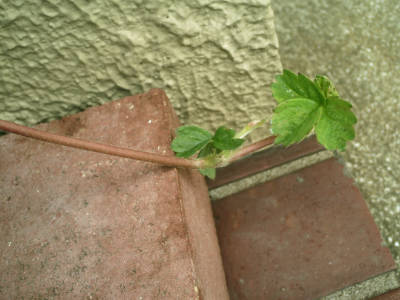 e0033751_14164141.jpg