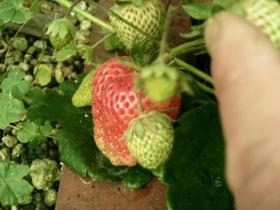 e0033751_19465435.jpg