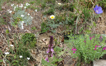 d0152765_16423121.png