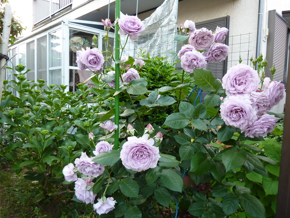 オープンガーデンが終わって バラの庭でお茶を