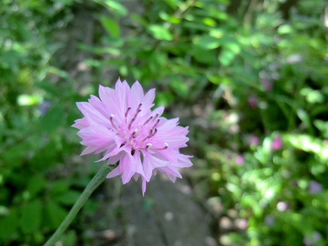 a0134568_10182211.jpg