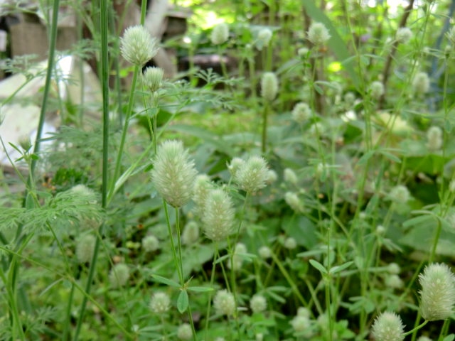 a0134568_1018356.jpg