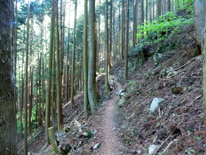 Ｎｏ289　奥美濃の花の山・舟伏山_b0185573_14511286.jpg