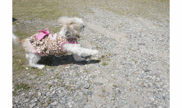 c0163878_1656274.gif
