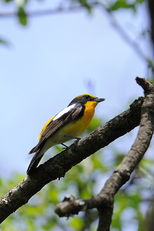 夏山遠征でくろぐろと_a0035279_933525.jpg