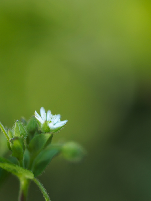 足元の小さなお花たち～４月～_a0161380_18205054.jpg