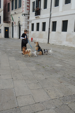 ヴェネツィア犬の幼稚園♪_f0225883_17544852.jpg