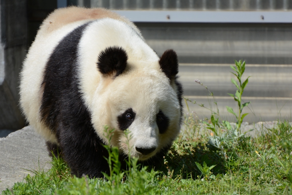 ２０１３年５月　王子動物園　旦旦タケノコタイム_a0052986_7321022.jpg