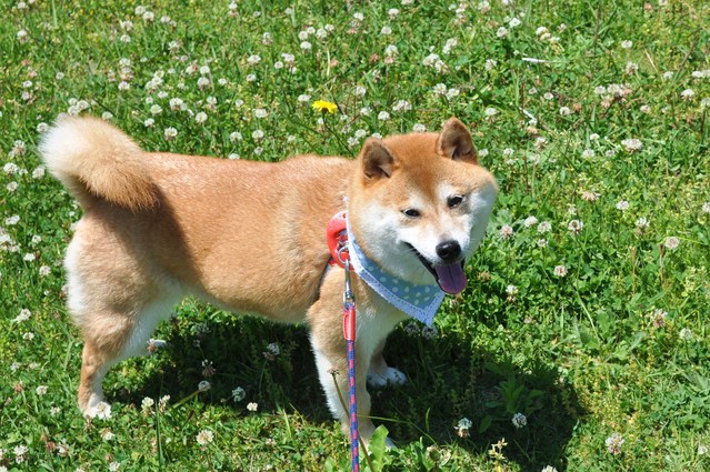 閉まらない季節_a0126590_44399.jpg
