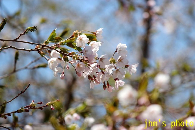 四稜郭と桜_a0158797_03821.jpg