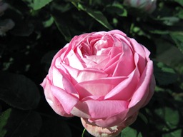 c0117898_21102669.jpg