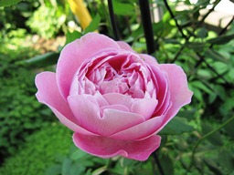 c0117898_2110372.jpg