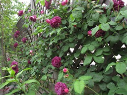 c0117898_2153060.jpg