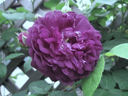 c0117898_2154494.jpg