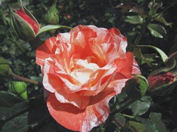 c0117898_2162092.jpg