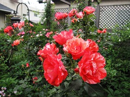 c0117898_216349.jpg
