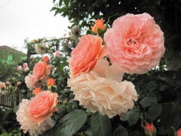 c0117898_2163579.jpg