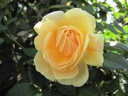 c0117898_2174753.jpg