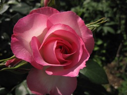 c0117898_2182133.jpg