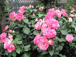 c0117898_218519.jpg