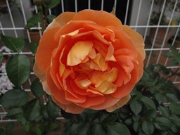 c0117898_2193490.jpg