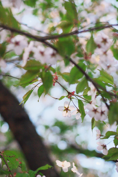 サクラ　2013　札幌市資料館_f0003598_20122717.jpg