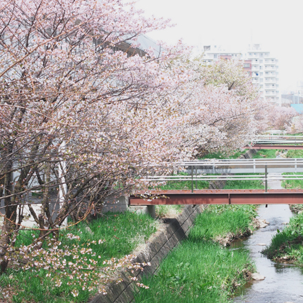 サクラ　2013　寒地土木研究所_f0003598_20234467.jpg