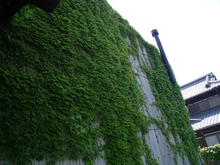 古木里庫の壁面緑化とメダカ_b0186205_849549.jpg