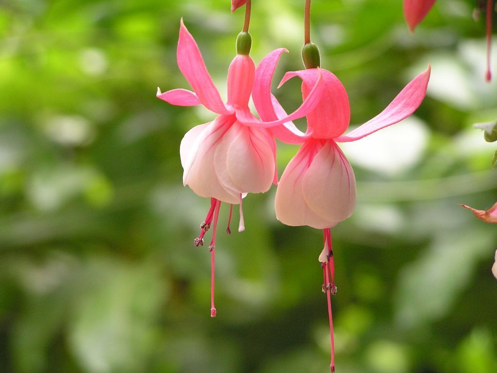 5 22 きょうの誕生花 花言葉は 渋谷の中心で緑に触れようの会