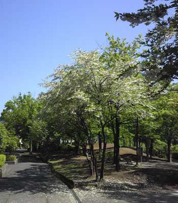 e0032514_1833892.jpg