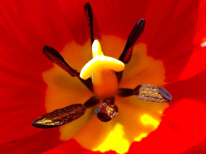 イチョウも芽吹いています_c0025115_192885.jpg