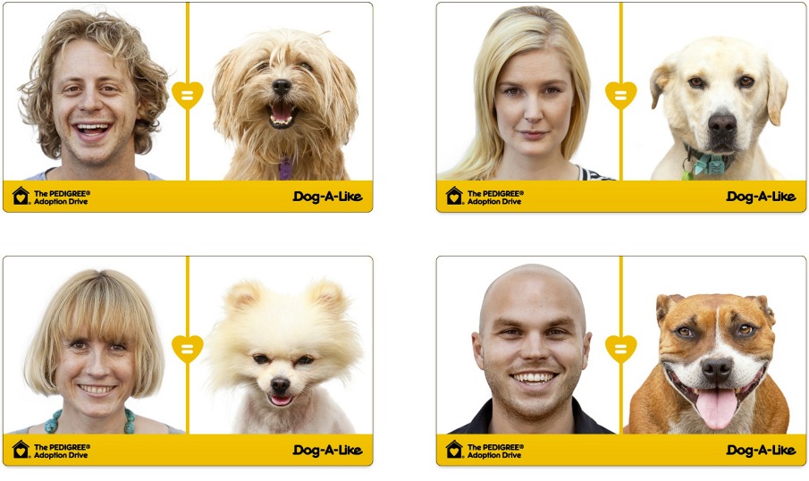 Dog A Like 犬と暮らす日々 ときどき猫 Dog A Like 犬と暮らす日々 ときどき猫