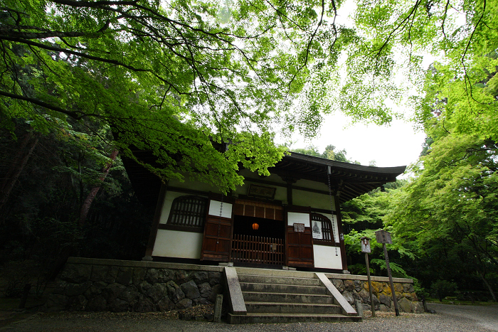 そうだ 京都、行こう。 －2013年初夏　地蔵院（前編）－_b0169330_23342820.jpg