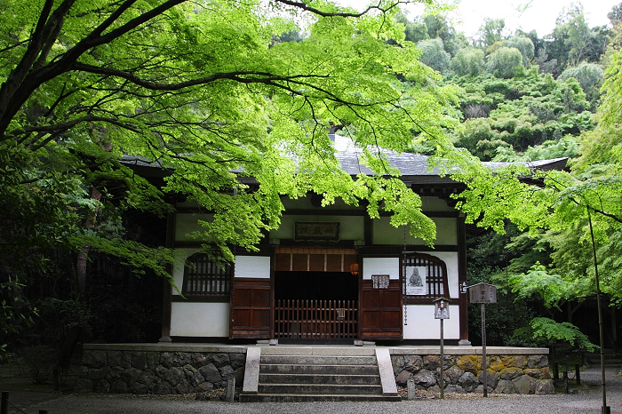 そうだ 京都、行こう。 －2013年初夏　地蔵院（前編）－_b0169330_2338448.jpg