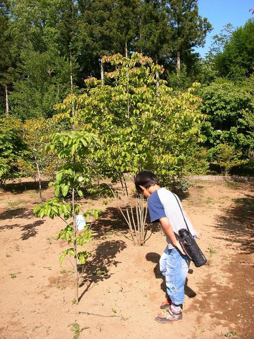 Ｆさんの家　植木の下見　2013/5/18_a0039934_1802951.jpg