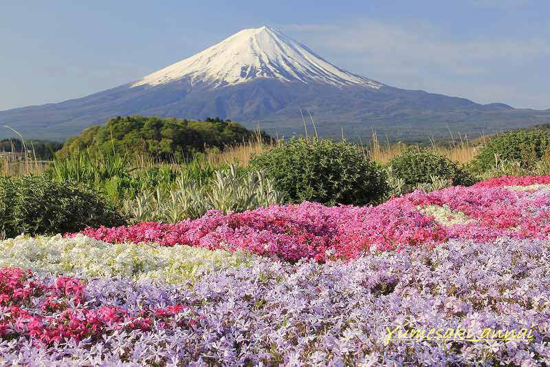 「富士山大好き～写真は最高」のyumesaki_annaiさん登場！_c0039735_1155313.jpg