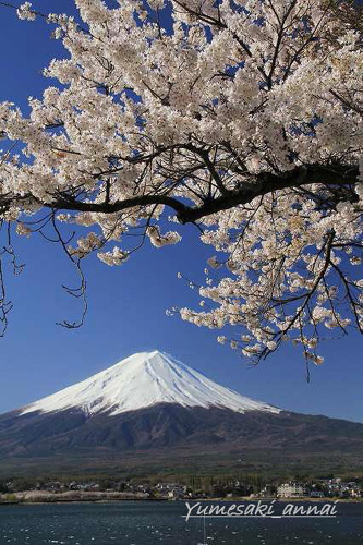 「富士山大好き～写真は最高」のyumesaki_annaiさん登場！_c0039735_15502280.jpg