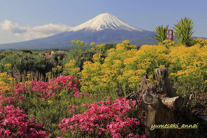 「富士山大好き～写真は最高」のyumesaki_annaiさん登場！_c0039735_1651869.jpg