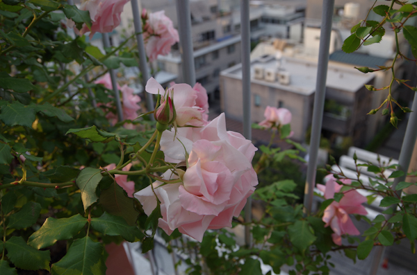 マンション５階に咲く薔薇！_a0074540_10491927.jpg