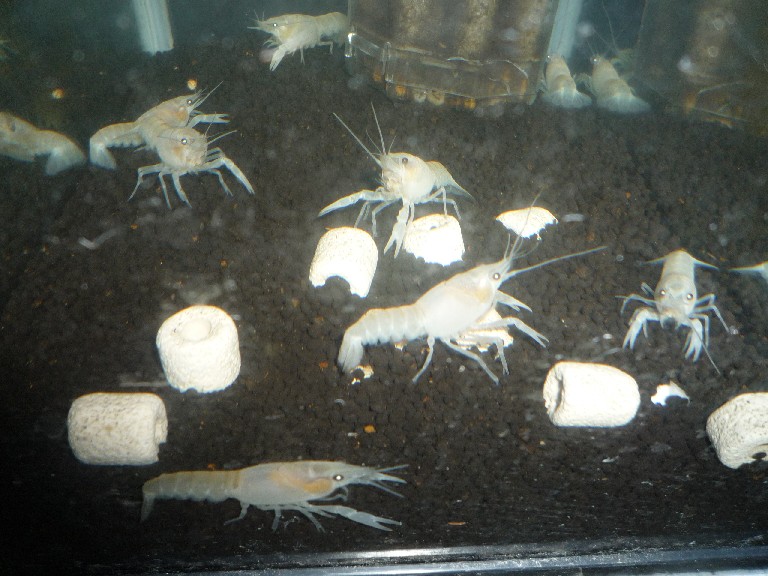 おとひめ らんちゅう 熱帯魚のペンギン村 お店情報 おとひめ らんちゅう 熱帯魚のペンギン村 お店情報
