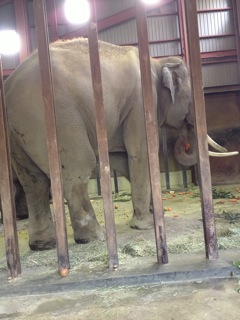 王子動物園でなにを見る?2013写生会_d0076558_17562263.jpg